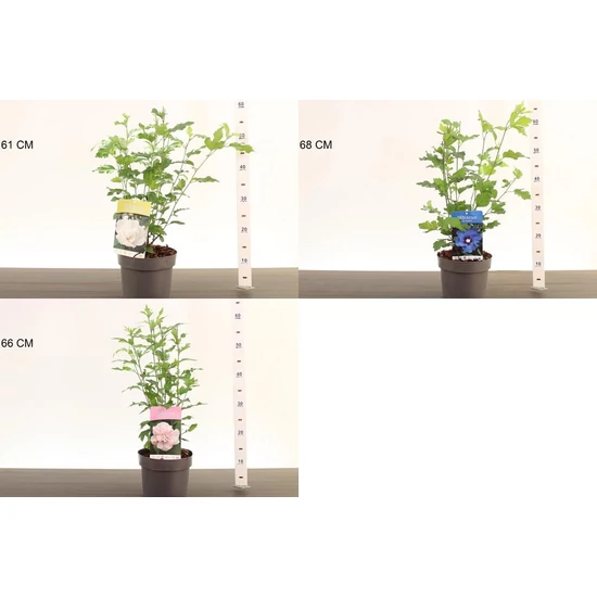 Kerti mályvacserje  HIBISCUS SYRIACUS 40/50 K3