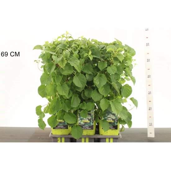 Kúszó hortenzia    HYDRANGEA ANOMALA PETIOLARIS 40CM K2