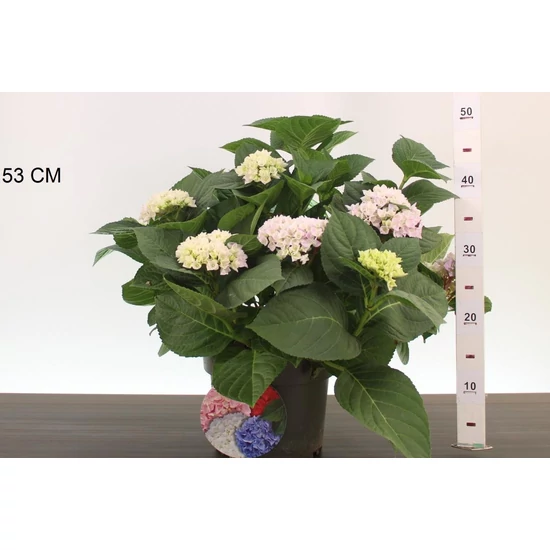 Kerti hortenzia    HYDRANGEA MACROPHYLLA ANKONG K4