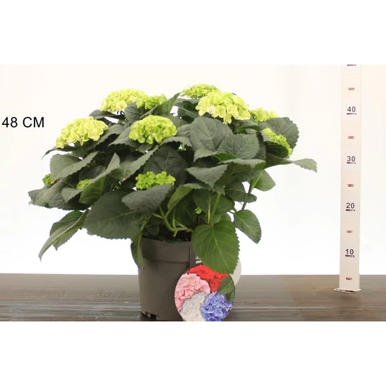 Kerti hortenzia    HYDRANGEA MACROPHYLLA CAIPIRANNA K4