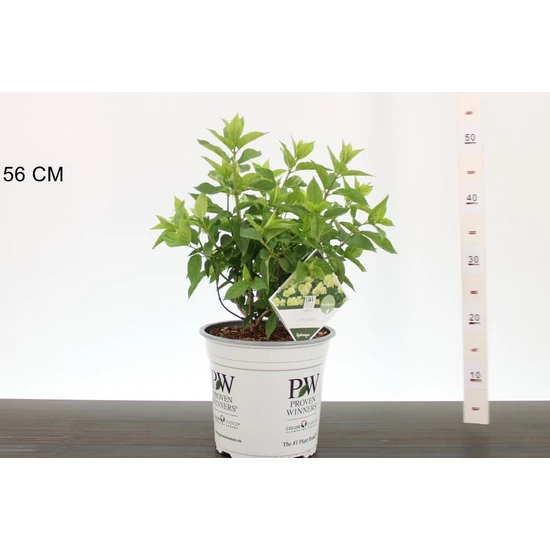 Bugás hortenzia    HYDRANGEA PANICULATA LITTLE LIME 25/30 K5