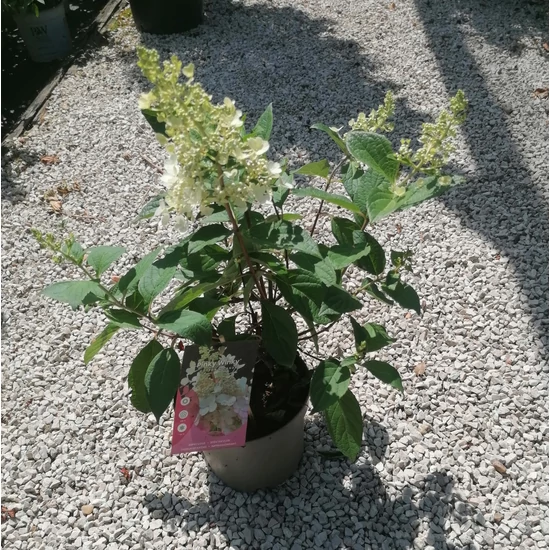 Bugás hortenzia    HYDRANGEA PANICULATA PINKY WINKY CS19