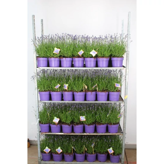 Levendula  LAVANDULA ANGUSTIFOLIA HIDCOTE 40/45 K3