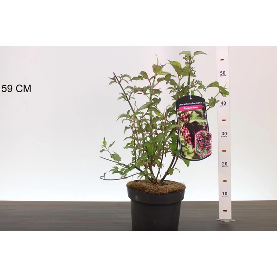 Himalájai dudváslonc LEYCESTERIA FORMOSA PURPLE RAIN 40/50 K3