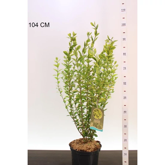 Aranytarka télizöld fagyal  LIGUSTRUM OVALIFOLIUM AUREUM 40/50 K5