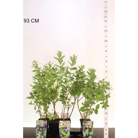 Mézbogyó   LONICERA CAREULEA KAMTSCHATIKA 30/40 K2