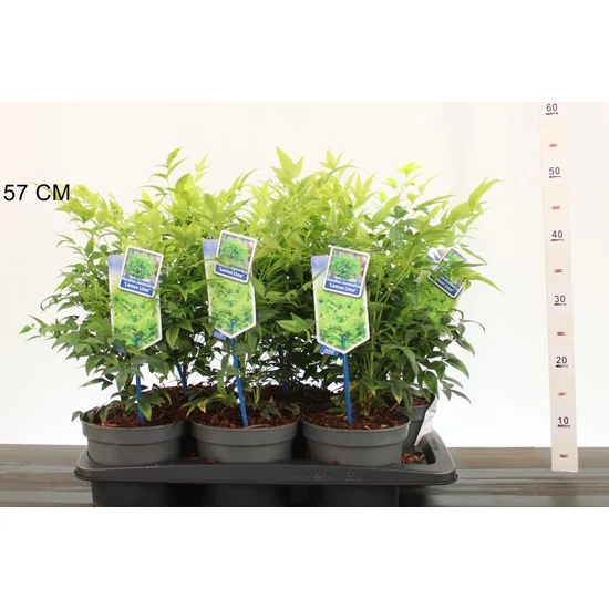 Japán szentfa    NANDINA DOMESTICA MAGICAL LEMON AND LIME 20/25 CS17