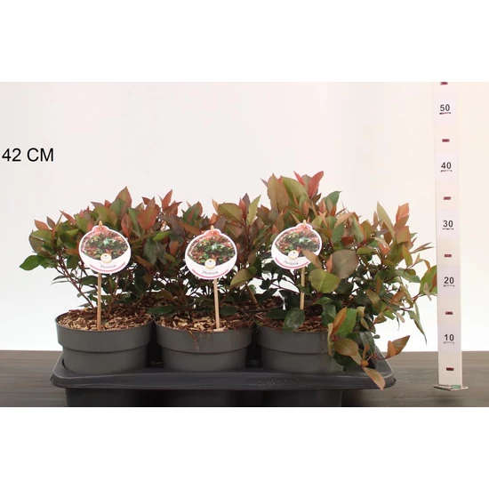 Örökzöld korallberkenye  PHOTINIA FRASERI LITTLE RED ROBIN 25/30 CS17