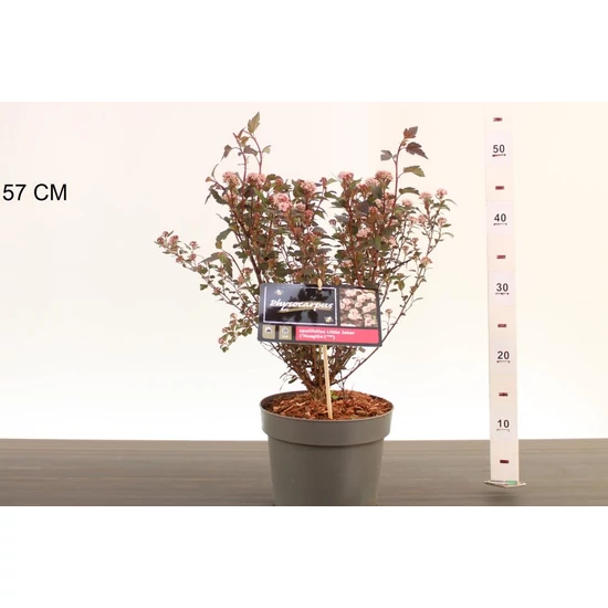 Hólyagvessző  PHYSOCARPUS OPULUS LITTLE JOKER 40/50 K3