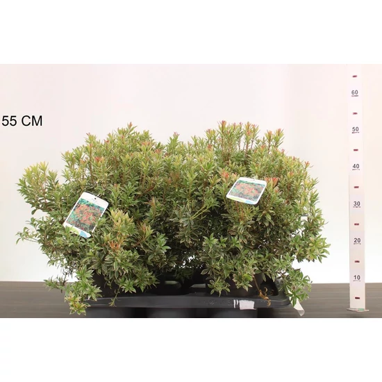 Japán babérhanga    PIERIS JAPONICA LITTLE HEATH 30CM K2