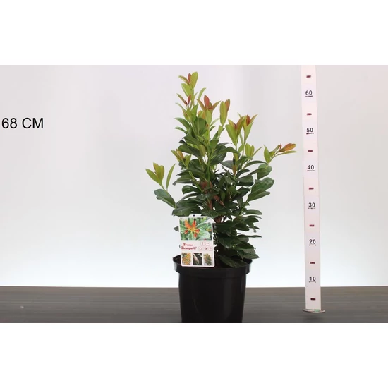 Oszlopos babérmeggy   PRUNUS LAUROCERASUS BONAPARTE 40CM K4