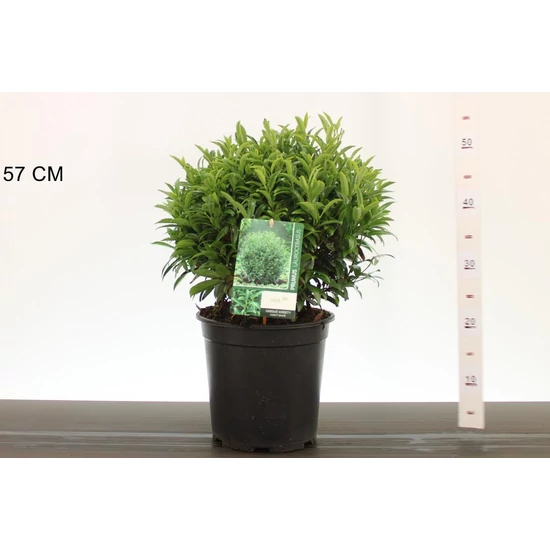 Közönséges babérmeggy PRUNUS LAUROCERASUS FILIGROW SOFIA 25CM GÖMB K6,5