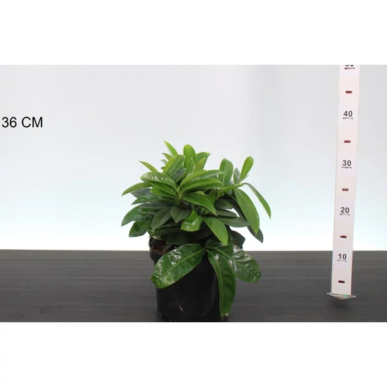 Közönséges babérmeggy   PRUNUS LAUROCERASUS MOUNT VERNON 25CM K3