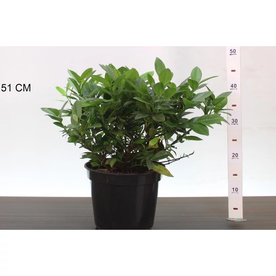 Piri babérmeggy    PRUNUS LAUROCERASUS PIRI 30/40 K5