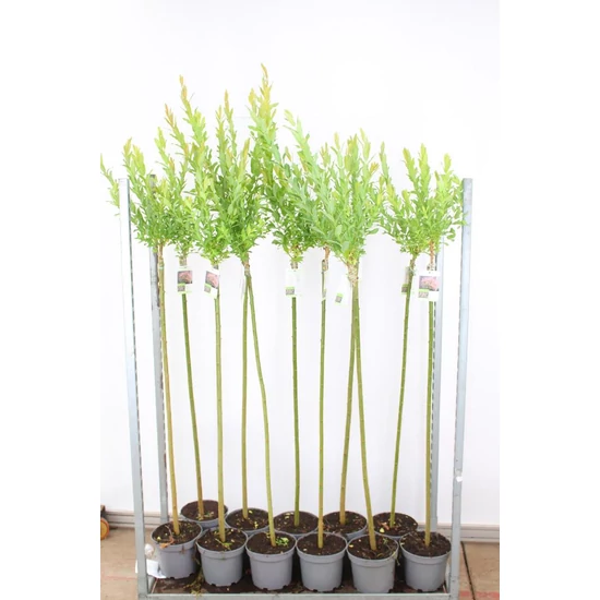 Tarkalevelű japán fűz  SALIX INTEGRA HAKURO-NISHIKI T120 K5