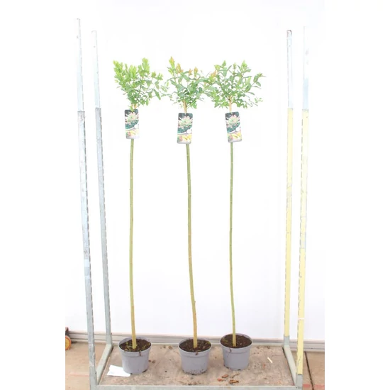Tarkalevelű japán fűz  SALIX INTEGRA HAKURO-NISHIKI T150 K5