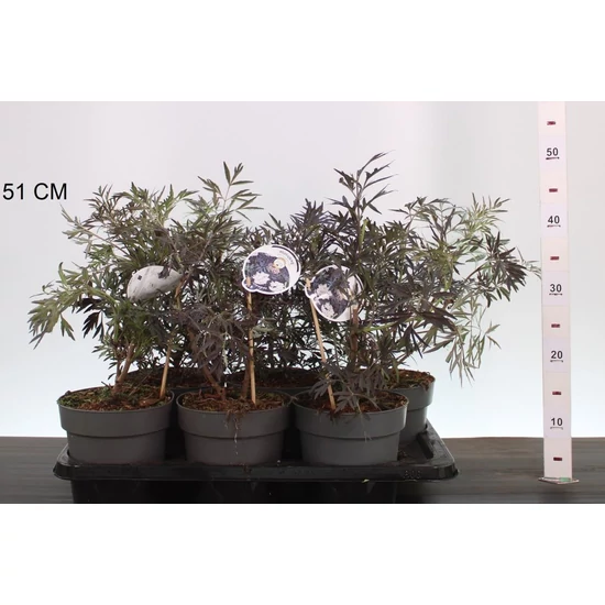 Bordó levelű bodza  SAMBUCUS NIGRA BLACK LACE 25/30 CS17