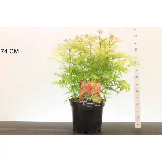 Aranylombú tollas gyöngyvessző   SORBARIA SORBIFOLIA SEM 40/50 K10