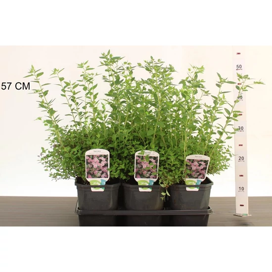 Japán gyöngyvessző SPIRAEA JAPONICA LITTLE PRINCESS 25/30 K2
