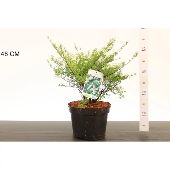 Japán gyöngyvessző SPIRAEA NIPPONICA SNOWMOUND 30/40 K3