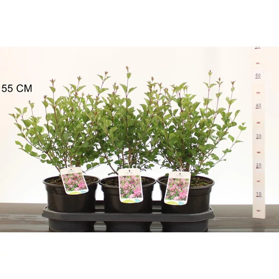 Törpe orgona   SYRINGA MEYERI PALIBIN K3