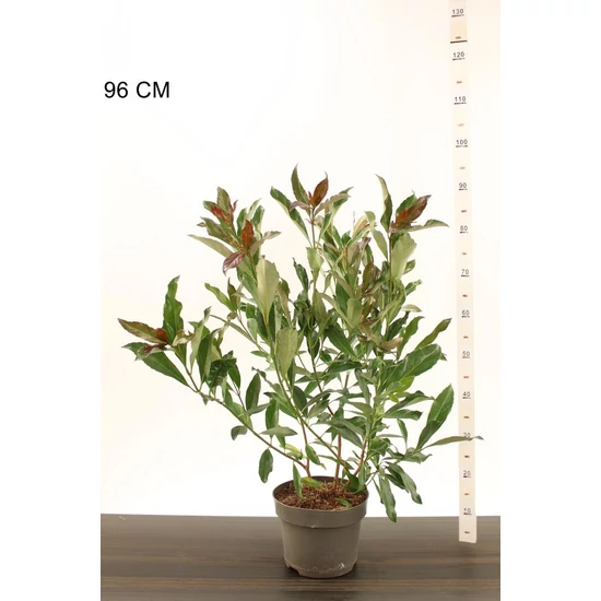 Törpe bangita    VIBURNUM ODORATISSIMUM COPERTOPP 40/50 K5