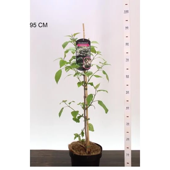 Galambfa     DAVIDIA INVOLUCRATA 60/80 K4