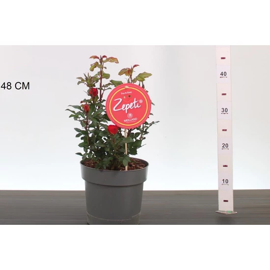 Rózsa  ROSA ZEPETI 20/25 K3