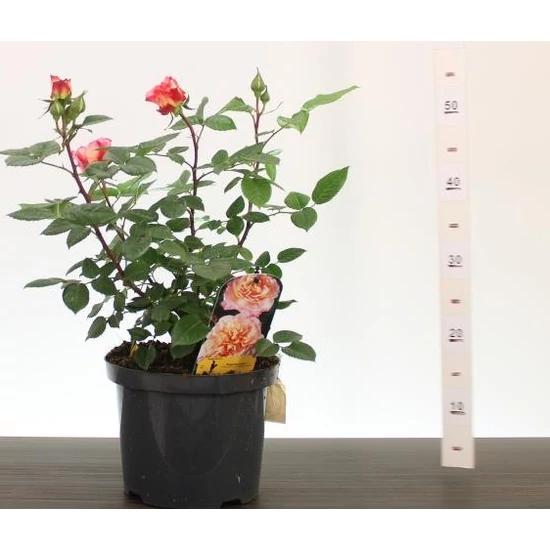 Rózsa  ROSA AUGUSTA LOUISE 50/60 CS23