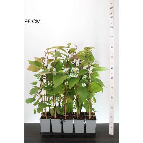 Jenny kivi   ACTINIDIA DELICIOSA JENNY 70CM K2