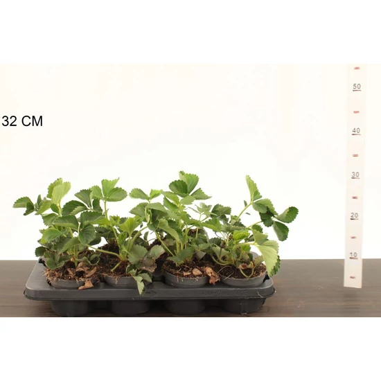 Szamóca  FRAGARIA × ANANASSA ELSANTA CS12