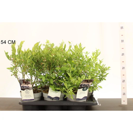 Kék áfonya  VACCINIUM CORYMBOSUM CS17