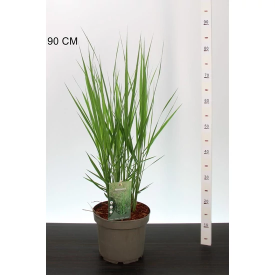 Vesszős köles  PANICUM VIRGATUM NORTWIND 40/60 CS23