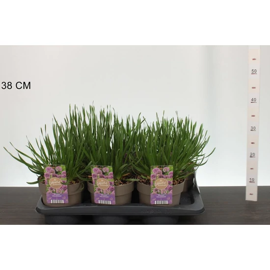 Díszhagyma  ALLIUM MILLENNIUM CS17