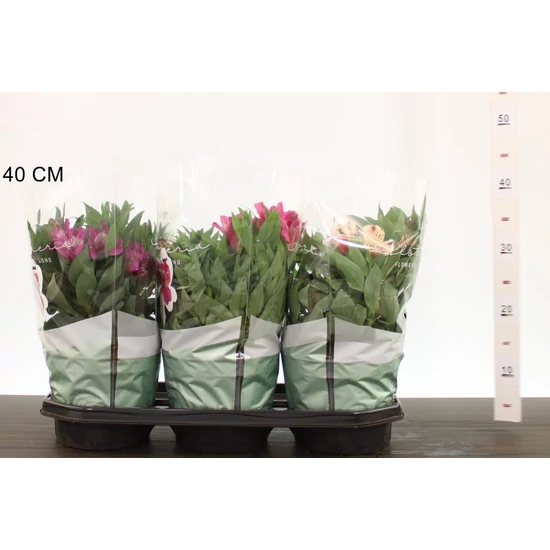 Inkaliliom    ALSTROEMERIA CS19