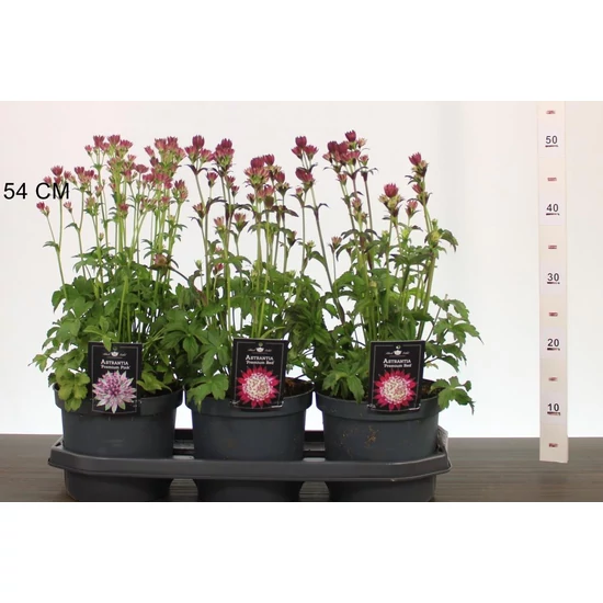 Völgycsillag  ASTRANTIA FAJTÁK 40/45 CS19