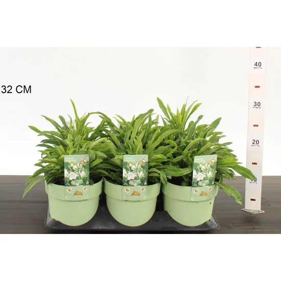 Baracklevelű harangvirág  CAMPANULA PERSICIFOLIA TAKION WHITE CS15
