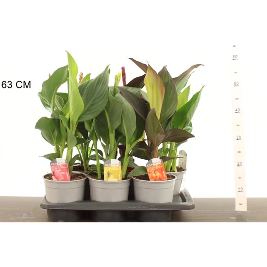 Kerti kannavirág  CANNA IN CULTIVARS 50CM CS17