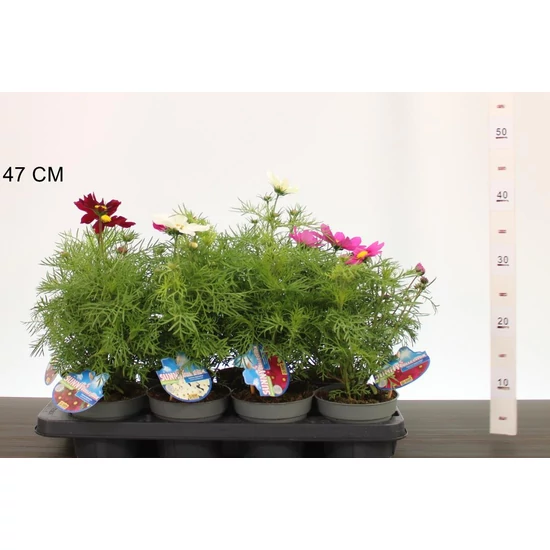 Kerti pillangóvirág  COSMOS BIPPINNATUS CS13