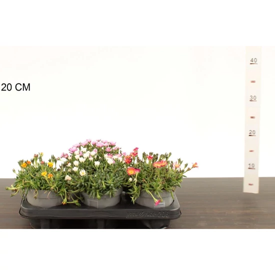 Kristályvirág   DELOSPERMA COOPERI CS12