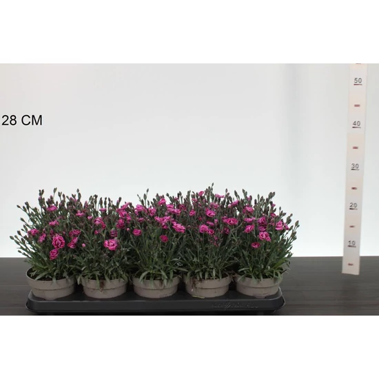 Évelő szegfű  DIANTHUS CARYOPHYLLUS PURPLE WEDDING CS12