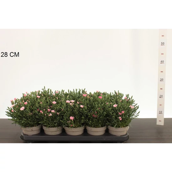 Évelő szegfű  DIANTHUS PEACH PARTY CS12