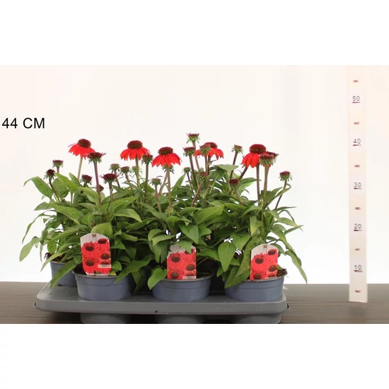 Bíbor kasvirág   ECHINACEA PURPUREA FAJTÁK CS15
