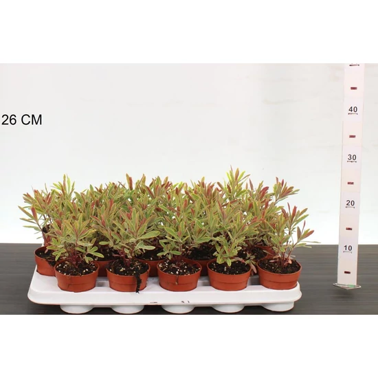 Kutyatej  EUPHORBIA ASCOTT RAINBOW 25CM CS9