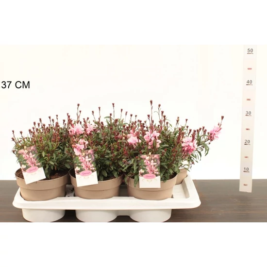 Évelő díszgyertya   GAURA LINDHEIMERI GAUDI ROSE CS17