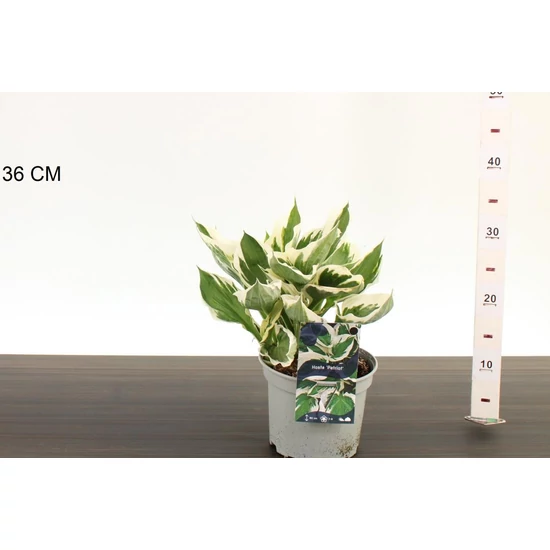 Árnyékliliom   HOSTA PATRIOT CS17