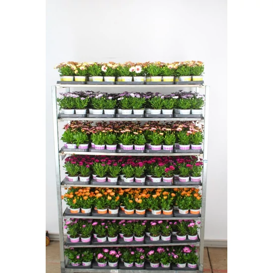 Afrikai aranyvirág   OSTEOSPERMUM ECKLONIS CS10,5