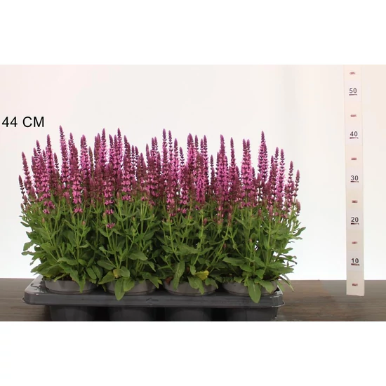 Ligeti zsálya  SALVIA NEMOROSA 20/25 CS13