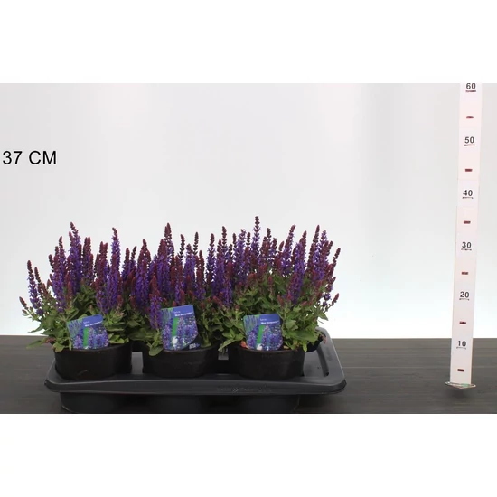 Ligeti zsálya  SALVIA NEMOROSA BLAUQUETTA 10/20 CS17