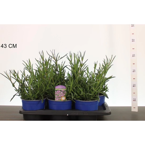 Ernyős verbéna, vasfű  VERBENA BONARIENSIS LOLLIPOP CS17